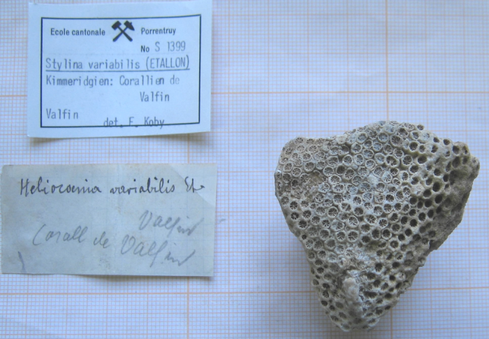 Heliocoenia variabilis, type species of the genus Heliocoenia variabilis, type species of the genus