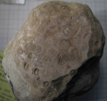 Anthozoa