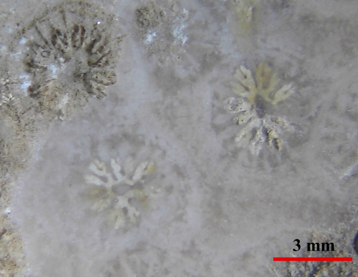 holotype of Bracthelia collignoni type species of the genus