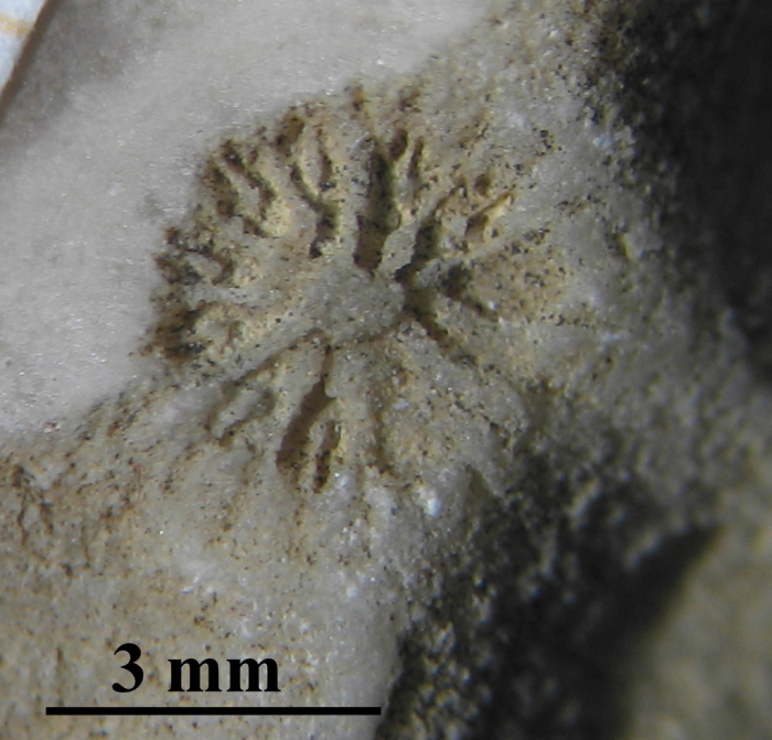 holotype of Bracthelia collignoni type species of the genus