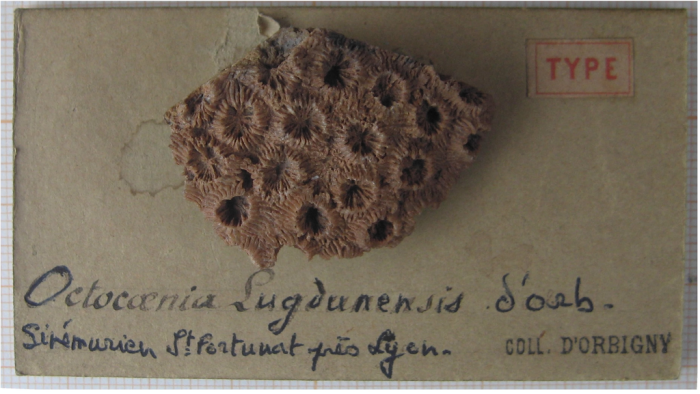 Lectotype of Octocoenia lugdunensis type species of the genus