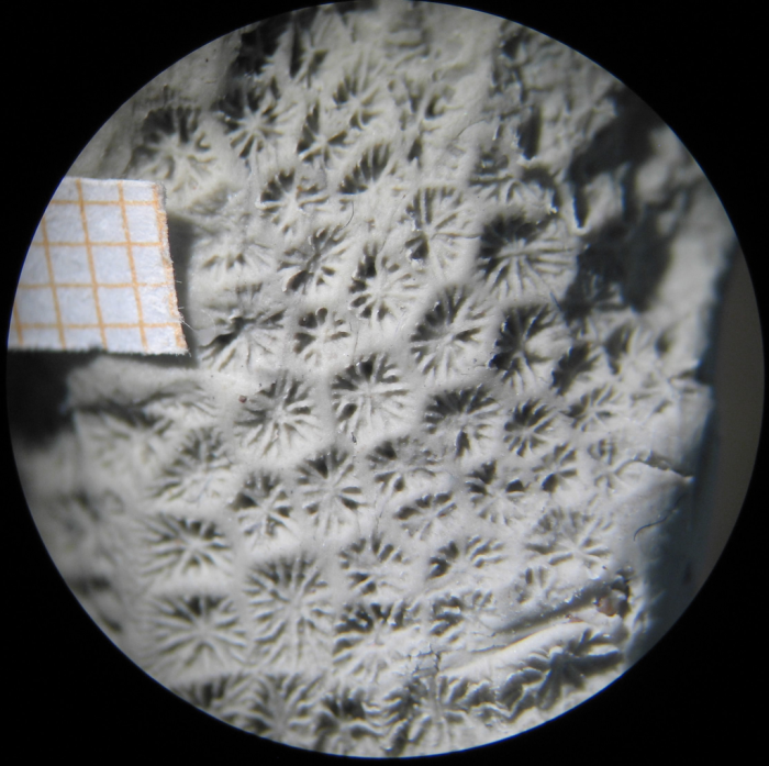 Lectotype of Coenastrea thurmanni Lectotype of Coenastrea thurmanni