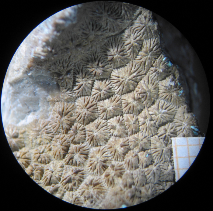 Lectotype of Coenastrea thurmanni Lectotype of Coenastrea thurmanni