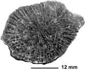 Truncoconus rennensis (Alloiteau, 1952), holotype