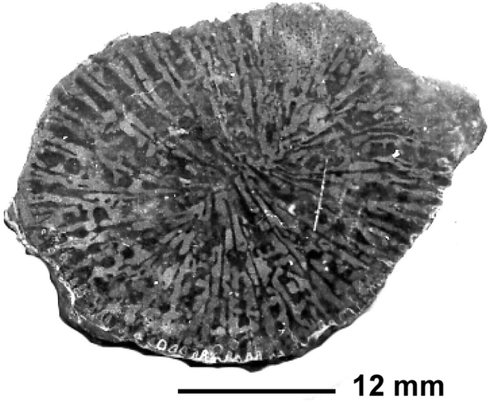 Truncoconus rennensis (Alloiteau, 1952), holotype Truncoconus rennensis (Alloiteau, 1952), holotype