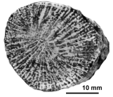 Truncoconus pratzi (Felix, 1903), neotype