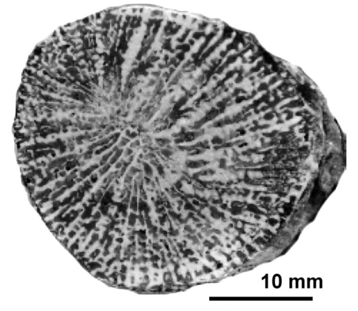 Truncoconus pratzi (Felix, 1903), neotype Truncoconus pratzi (Felix, 1903), neotype