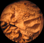 Edwardsomeandra vermicularis in Beauvais 1965