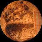 Edwardsomeandra vermicularis in Beauvais 1965