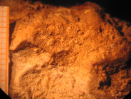 Edwardsomeandra vermicularis in Beauvais 1965
