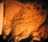 Edwardsomeandra vermicularis in Beauvais 1965