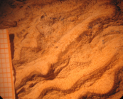 Edwardsomeandra vermicularis in Beauvais 1965