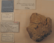 Edwardsomeandra vermicularis in Beauvais 1965