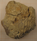 Edwardsomeandra vermicularis in Beauvais 1965
