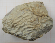 Edwardsomeandra vermicularis in Beauvais 1965