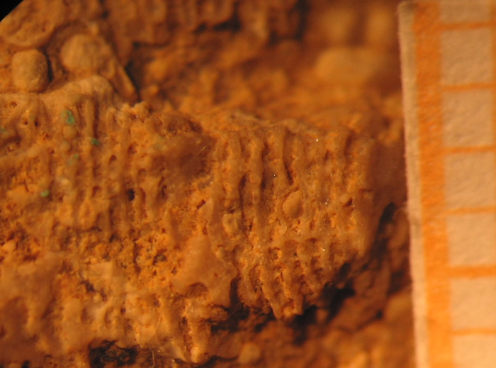 Edwardsomeandra vermicularis in Beauvais 1965