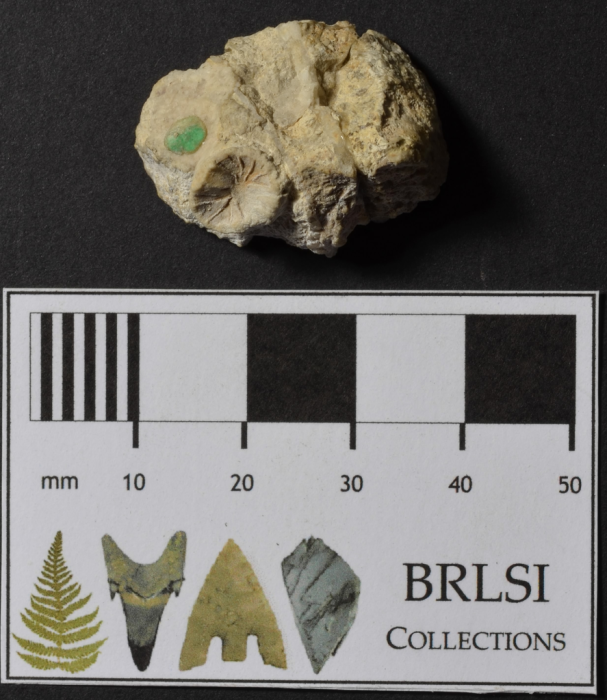 Lectotype of Montlivaltia simplex, the type species of the genus Phacelepismilia Lectotype of Montlivaltia simplex, the type species of the genus Phacelepismilia