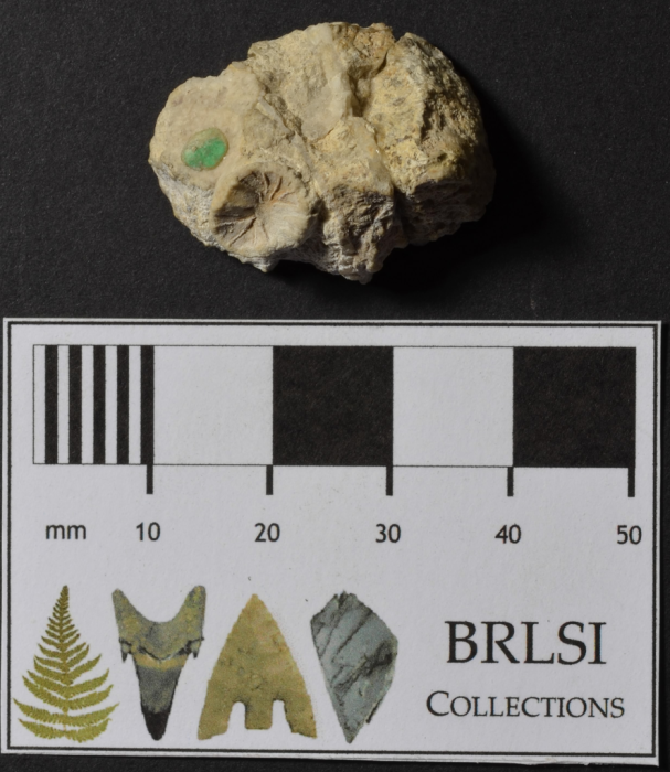 Lectotype of Montlivaltia simplex, the type species of the genus Phacelepismilia