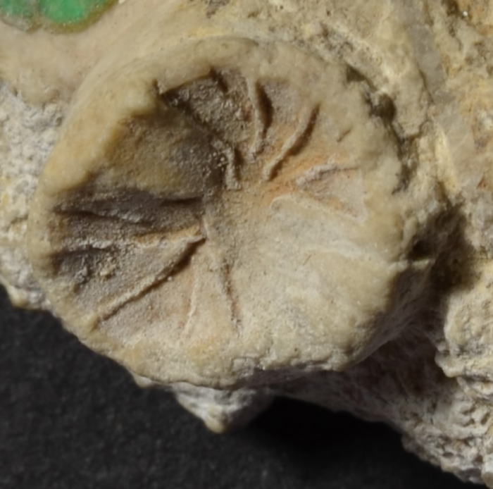 Lectotype of Montlivaltia simplex, the type species of the genus Phacelepismilia Lectotype of Montlivaltia simplex, the type species of the genus Phacelepismilia