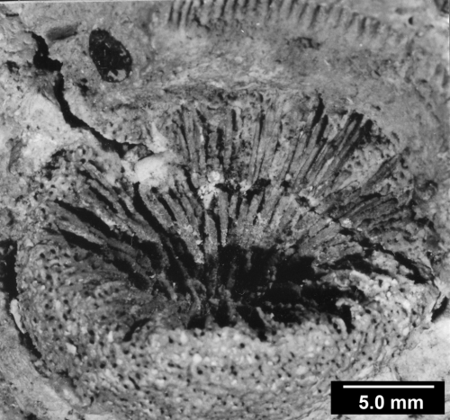 Areopsammia mastrichtensis, Calice view