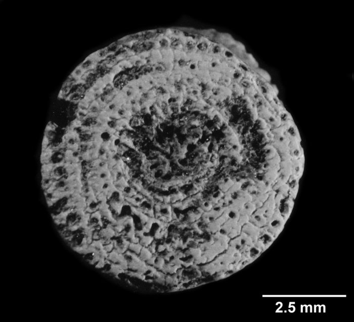 Balanophyllia (B.) calyculus, non-type, polycyclic base Balanophyllia (B.) calyculus, non-type, polycyclic base
