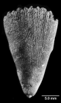 Balanophyllia (E.) trochiformis, side view