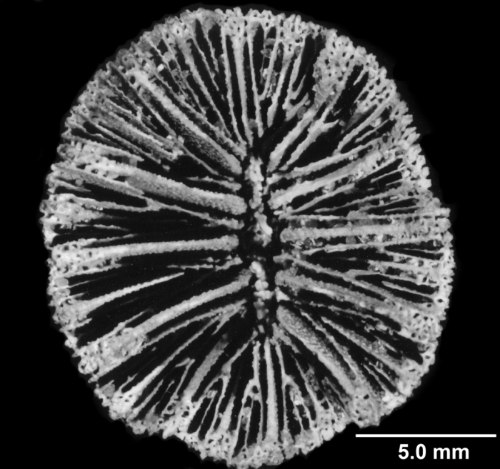 Balanophyllia (E.) trochiformis, calicular view Balanophyllia (E.) trochiformis, calicular view