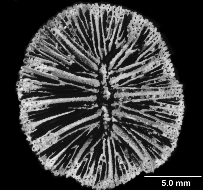 Balanophyllia (E.) trochiformis, calicular view