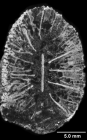 Lamellophyllia alloiteaui, calicular view of upper corallum