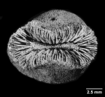 Heteropsammia cochlea, calicular view