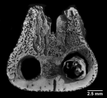 Heteropsammia cochlea, longitudinal cut