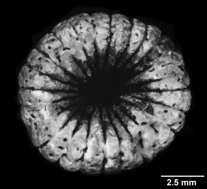 Trochopsammia infundibulum, calicular view