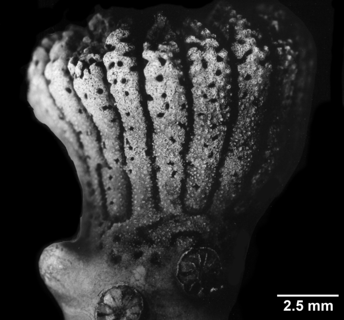 Trochopsammia infundibulum, side view Trochopsammia infundibulum, side view