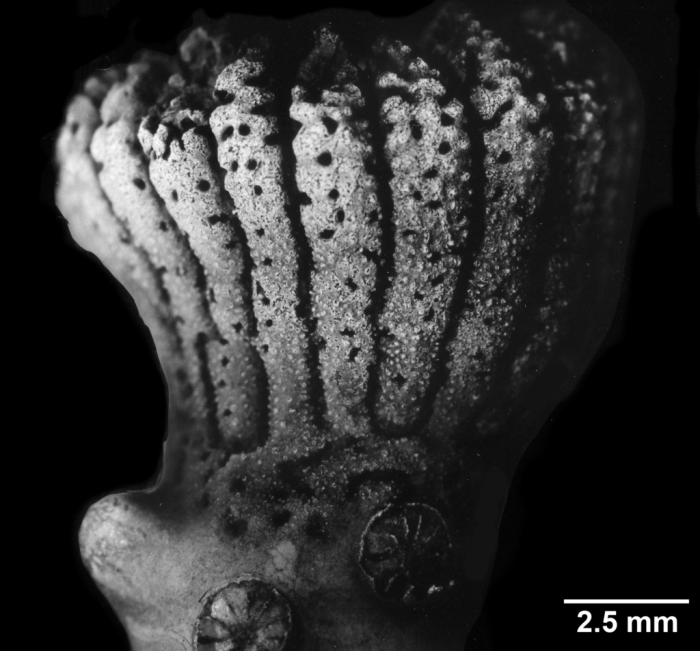 Trochopsammia infundibulum, side view