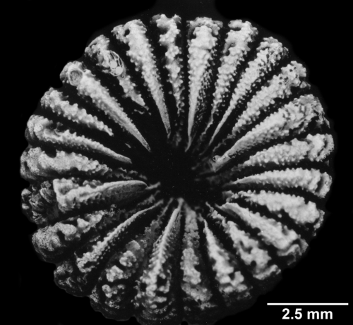 Trochopsammia infundibulum, calicular view