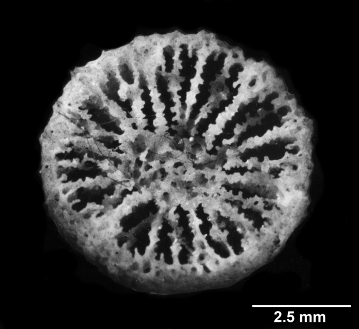 Endopsammia philippensis, calice, ?holotype Endopsammia philippensis, calice, ?holotype