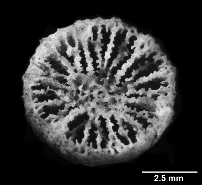 Endopsammia philippensis, calice, ?holotype