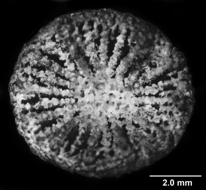 Endopsammia philippensis, calice, ?holotype