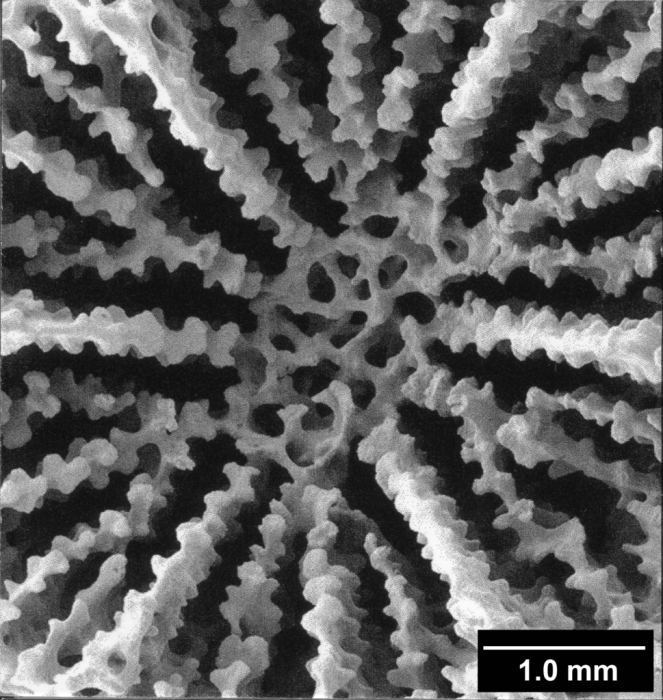 Endopsammia philippensis, detail of columella and axial septal edges Endopsammia philippensis, detail of columella and axial septal edges
