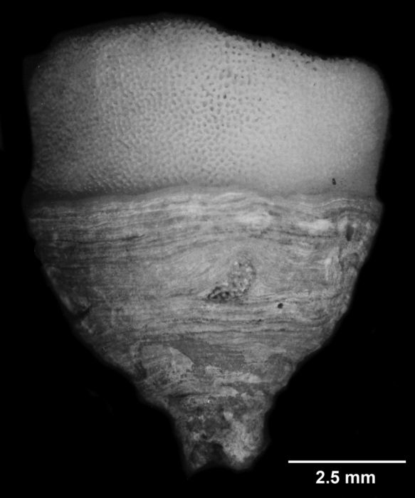 Bathypsammia tintinnabulum, side view Bathypsammia tintinnabulum, side view