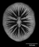 Bathypsammia tintinnabulum ,calicular view