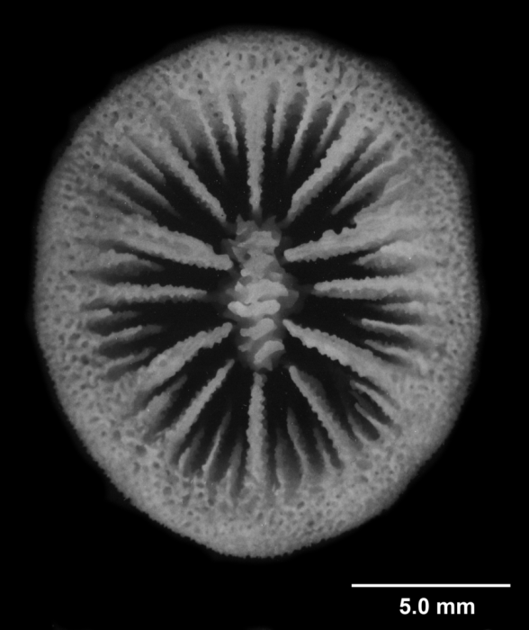 Bathypsammia tintinnabulum ,calicular view Bathypsammia tintinnabulum ,calicular view