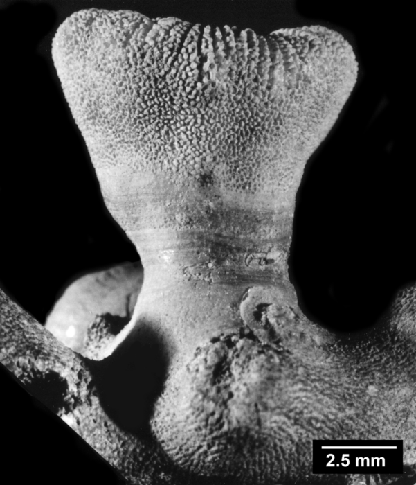 Thecopsammia socialis, side view Thecopsammia socialis, side view