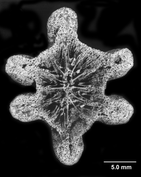 Endopachys maclurii, calicular view Endopachys maclurii, calicular view