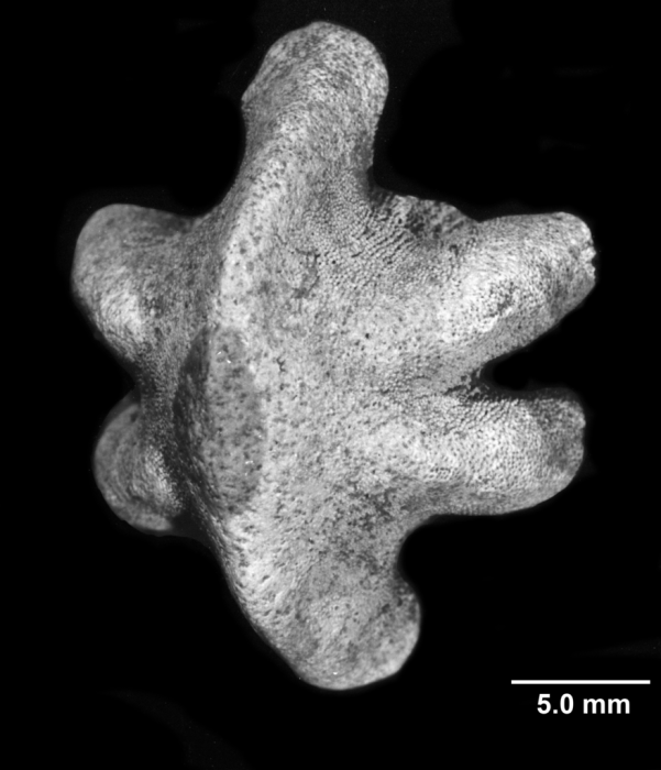 Endopachys maclurii,oblique basal view Endopachys maclurii,oblique basal view