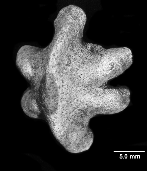 Endopachys maclurii,oblique basal view