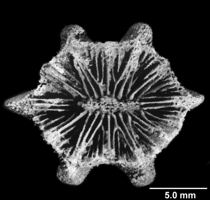 Rhectopsammia claibornensis Rhectopsammia claibornensis