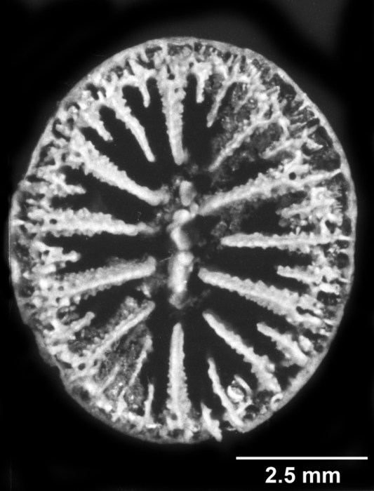 Notophyllia semivestita, calicular view Notophyllia semivestita, calicular view