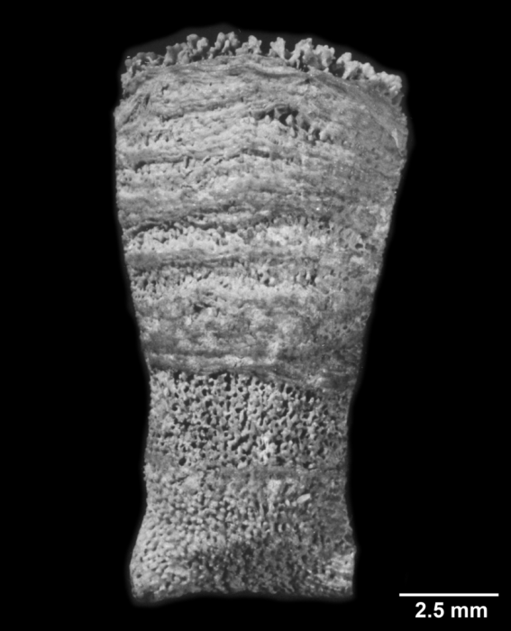 Notophyllia semivestita, side view Notophyllia semivestita, side view