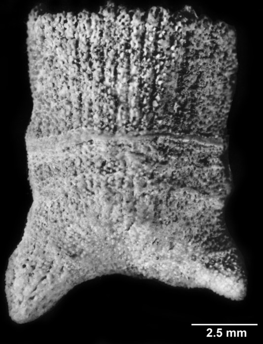 Notophyllia semivestita, side view Notophyllia semivestita, side view